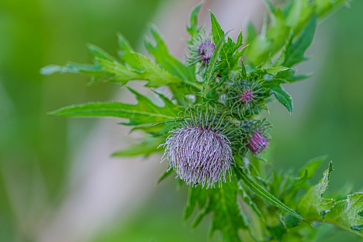 Close up of a thistle (cirsium vulgare) in spring.