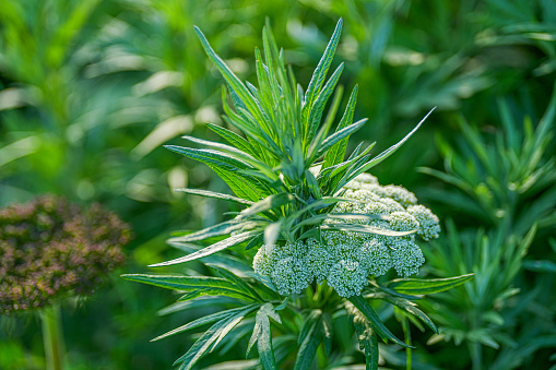 close up image of cannabis plant foliage