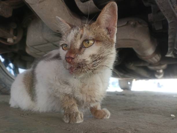 istock A white cat is turning around with a wound on its face 1691986305