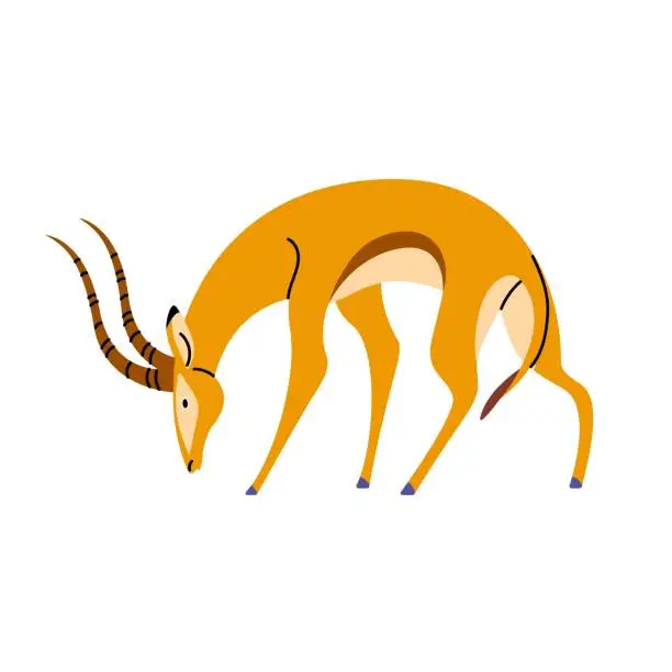 Vector illustration of Wild african animal. Graceful gazelle grazing, elegant antelope standing. Impala with long horns. Herbivore savanna habitant. Savannah fauna flat isolated vector illustration on white background