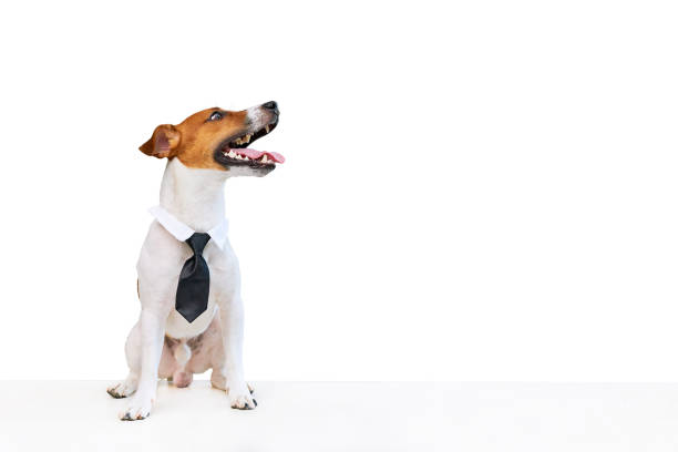 Elegant and smart Jack russell terrier dog with black tie on white background. Copy space