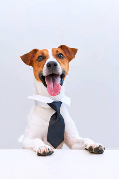 Elegant and smart Jack russell terrier dog with black tie sitting at the desk, looking at the camera.