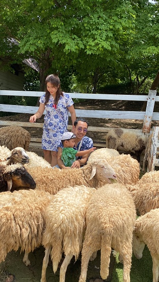 Family and sheep at sheep farm, Lampang, Thailand