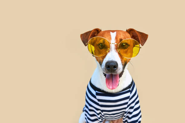 istock Cute Jack russel dog dressed in striped t-shirt 1691994024
