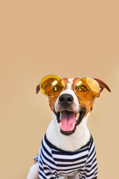 istock Cute Jack russel dog dressed in striped t-shirt 1691994647