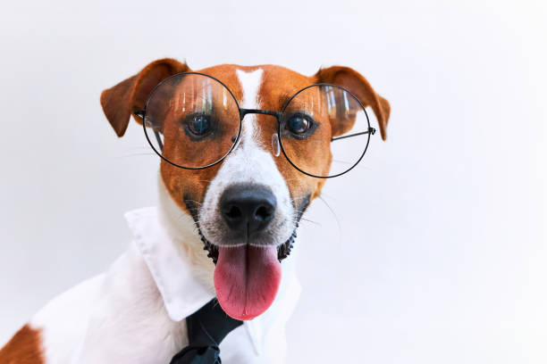 istock Jack russell terrier dog with tie on white background. Copy space 1691995179