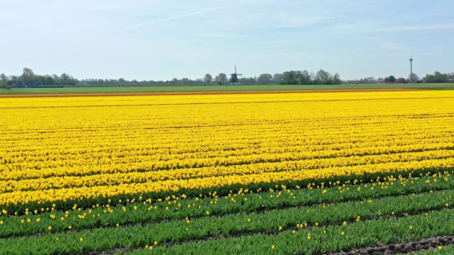 Typical Dutch landscape with windmill, and tulips
