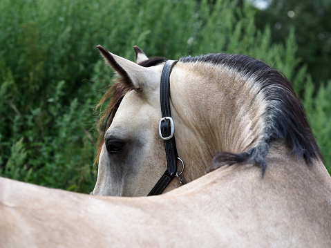 An abstract shot of a pretty dun horse.