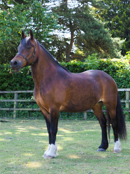 istock Beautiful Bay Horse 1692001761