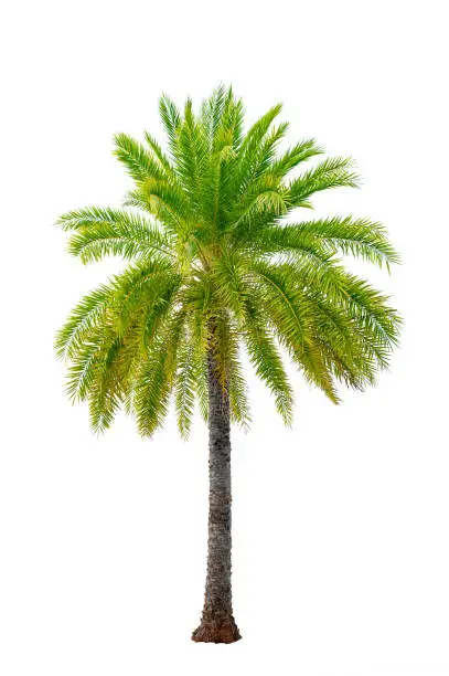 Photo of Big palm trees used in garden decoration on white background. Isolated