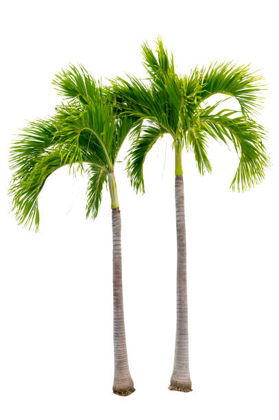 istock Big palm trees used in garden decoration on white background. Isolated 1692007201