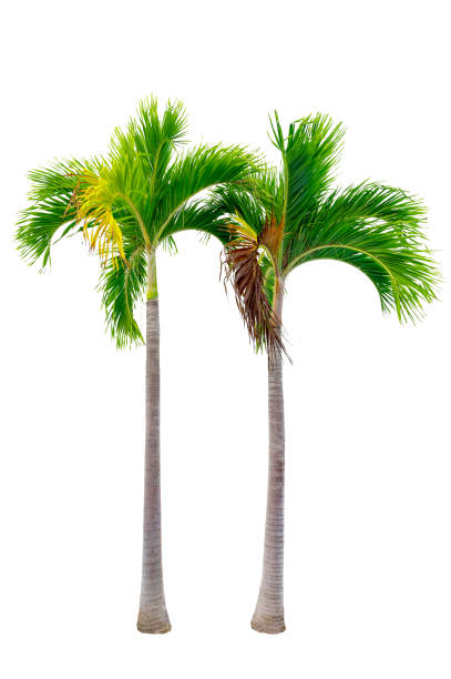 istock Big palm trees used in garden decoration on white background. Isolated 1692007477