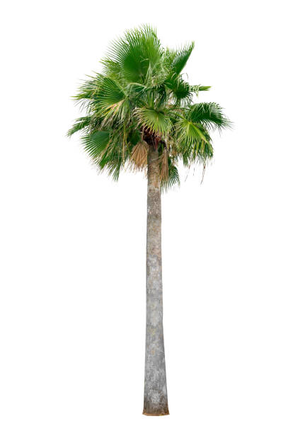 istock Big palm trees used in garden decoration on white background. Isolated 1692007497