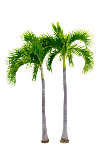 istock Big palm trees used in garden decoration on white background. Isolated 1692007500