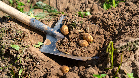 harvesting potatoes in village, blue bucket of potatoes in garden, large potato tubers, good harvest