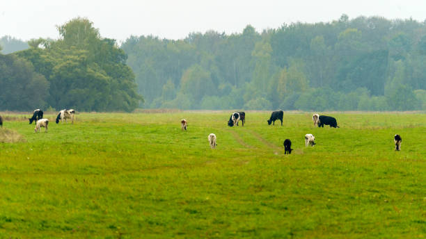 istock white and Black cows on green lawn 1692008042
