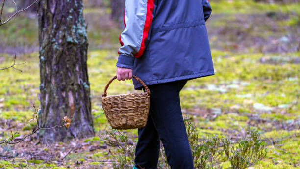 istock Woman with wicker basket picks mushrooms in forest 1692009134