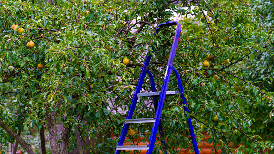 ripe pears and sliding metal ladder for picking high-hanging fruit, metal stepladder in garden for picking fruit, picking ripe pears, Close-up Selective Focus