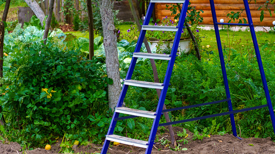 metal stepladder in garden for picking fruit, picking ripe pears, Close-up Selective Focus