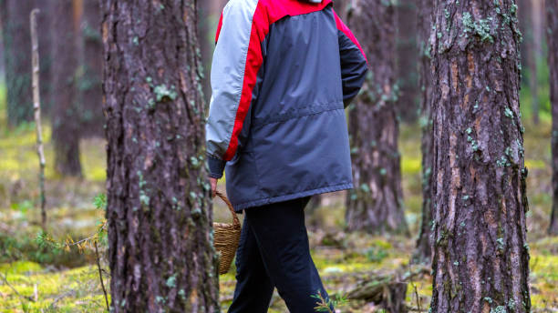 istock Woman with wicker basket picks mushrooms in forest 1692010435