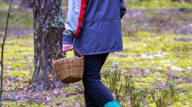istock Woman with wicker basket picks mushrooms in forest 1692010976