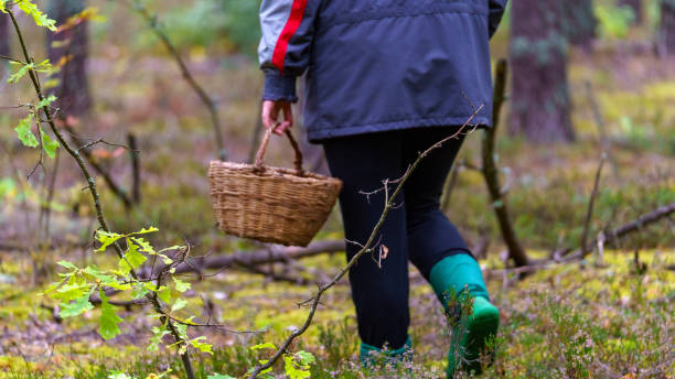 istock Woman goes deep into forest to pick mushrooms, close-up. 1692011061