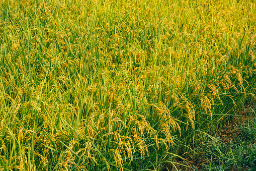 Rice that has started to turn yellow and is ready to be harvested
