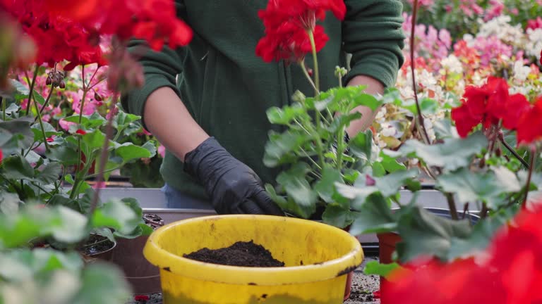 Female gardener transplanting red pelargonium flower in a greenhouse, woman take care plants in flower pots, gardening concept