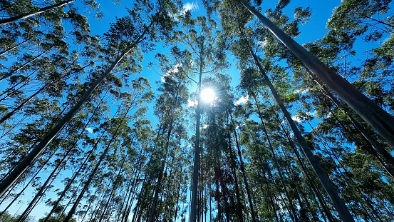 Eucalyptus Field At Mococa In Sao Paulo Brazil. Eucalyptus Forest Trees. Nature Background. Global Warming Landscape. Eucalyptus Field At Mococa In Sao Paulo Brazil.