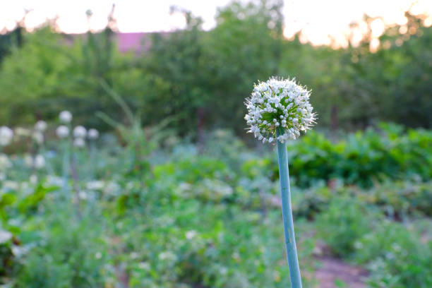 istock Onion Bolting or onion flowers buds 1692031442
