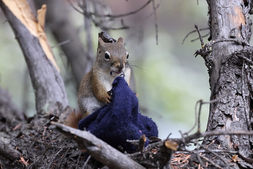 Gray squirrel in the forest with a glove that it uses for its nests Jasper Kanada