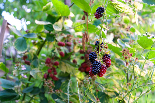 womans hand behind of big ripe brambles ripening on a branch