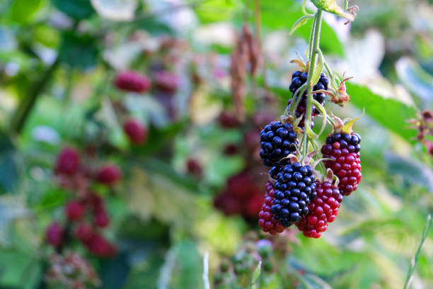 Branches with blackberries on bush in garden. High quality photo