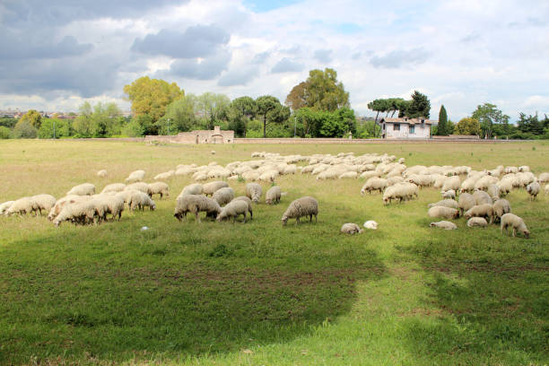 Sheep grazing in the meadow