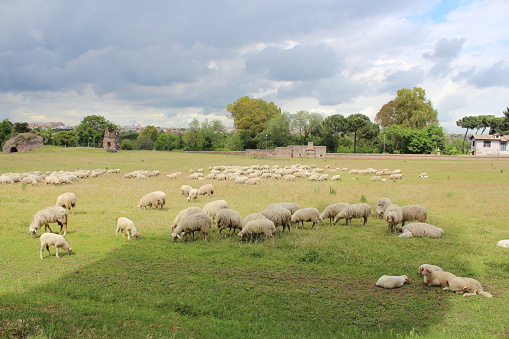 Sheep grazing in the meadow