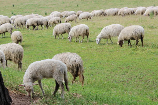 istock Sheep grazing in the meadow 1692046653