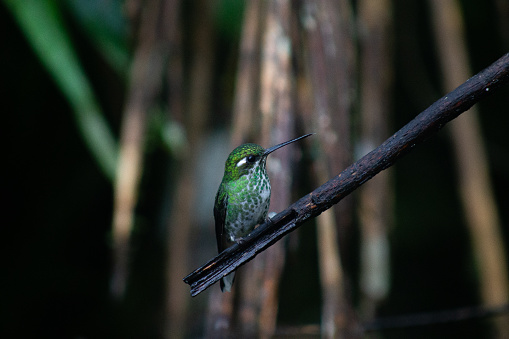 Ecuadorean Hummingbird at rest in the Cloud Forest, Mindo