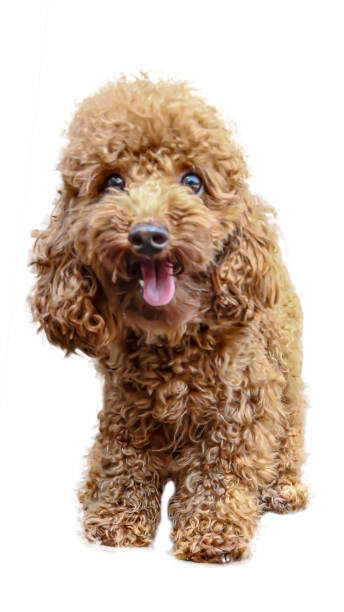 istock A cute and cute brown poodle dog on a white background 1692053028