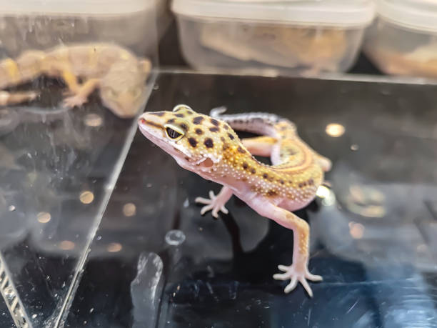 istock Inside the clear cage is a cute leopard Geckko 1692055389