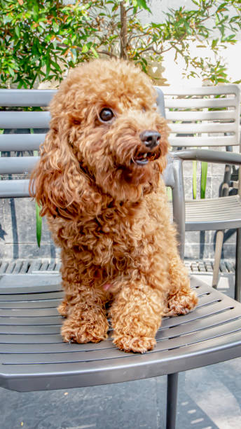 istock On the iron bench there was a brown poodle. 1692055963