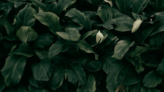 detail of dark green leaf, tropical plant.