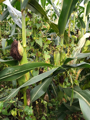 Maize crop with bindweed in a field in September grown for biomethane production, Lincolnshire, England, United Kingdom