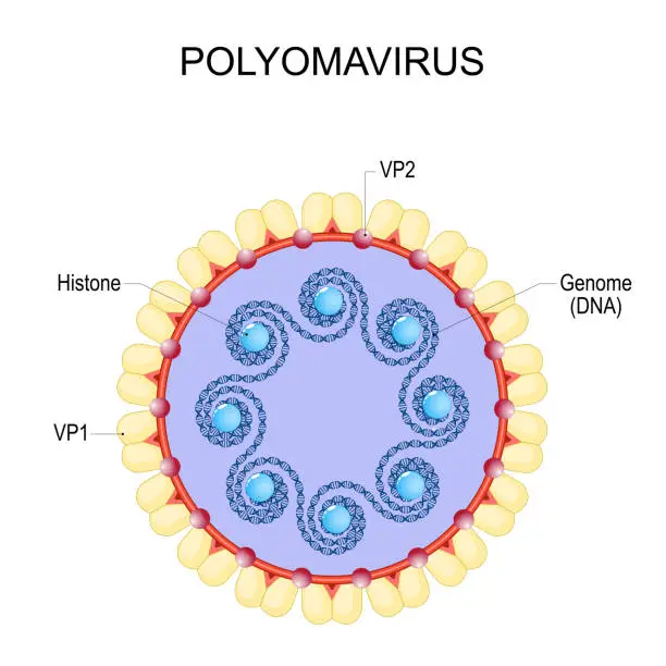 Vector illustration of Polyomavirus. Anatomy of virion.