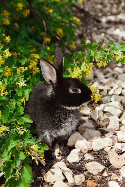 istock A black rabbit is sitting under a flowering bush of forest currant 1692091864