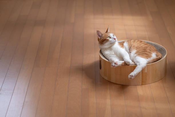 istock cat relaxing in the room 1692092448