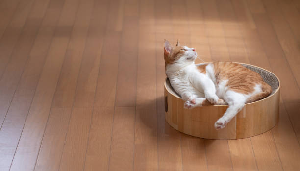 istock cat relaxing in the room 1692092456