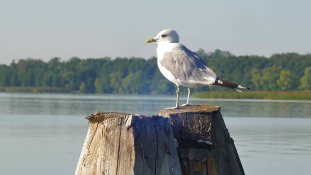 istock Seagull Bird Standing on Wooden Pole on Lake 1692102824
