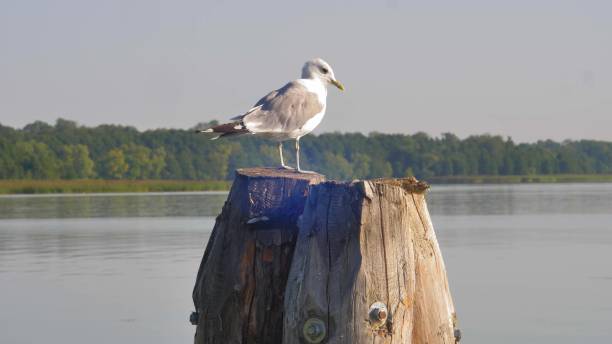 istock Seagull Bird Standing on Wooden Pole on Lake 1692102826