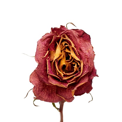 close-up of faded red rose on white background