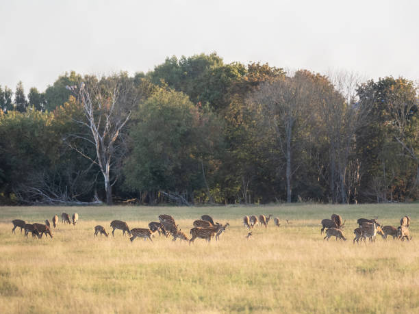 istock Flock of deer grazing in a meadow 1692114292